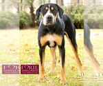 Small #7 Greater Swiss Mountain Dog