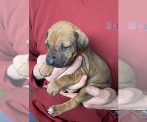 Rhodesian Ridgeback Puppy for sale in DIVIDE, CO, USA