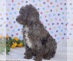 Small Photo #3 Sheepadoodle Puppy For Sale in NEW PROVIDENCE, PA, USA