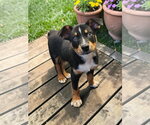 Small #10 Mutt