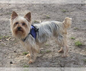 Mutt Dogs for adoption in Spring, TX, USA