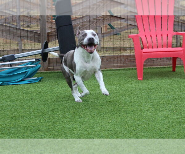 Medium Photo #3 Mutt Puppy For Sale in Chestertown, MD, USA