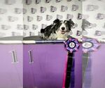 Small Photo #95 Border Collie Puppy For Sale in MOSIER, OR, USA