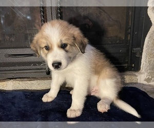 Border Collie-Great Pyrenees Mix Puppy for sale in RED BLUFF, CA, USA