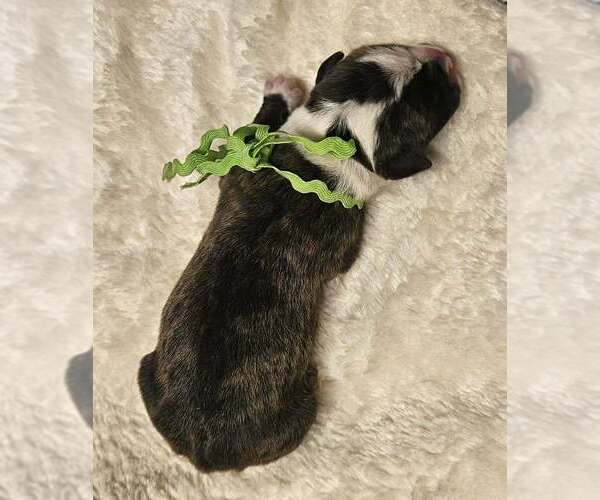 Medium Photo #10 Alapaha Blue Blood Bulldog Puppy For Sale in SHELOCTA, PA, USA