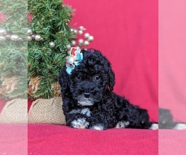 Medium Photo #5 Miniature Labradoodle Puppy For Sale in OXFORD, PA, USA
