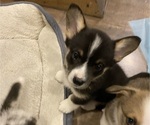 Small #2 Pembroke Welsh Corgi