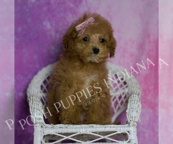Medium Photo #52 Maltipoo (Miniature) Puppy For Sale in WARSAW, IN, USA