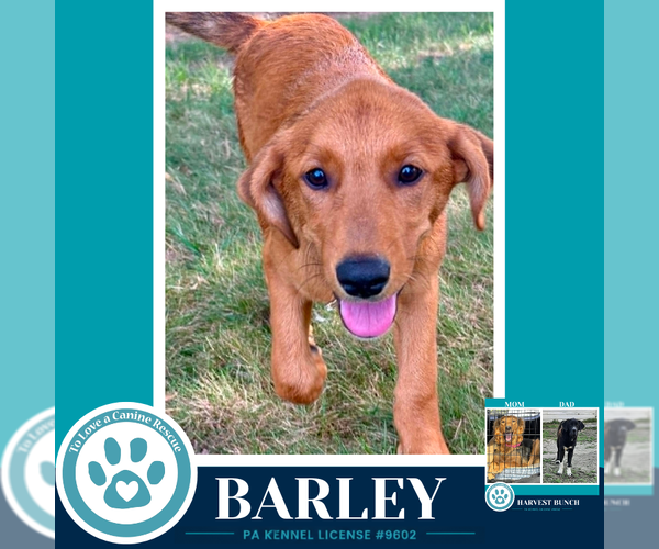 Medium Photo #3 Labrador Retriever-Unknown Mix Puppy For Sale in Kimberton, PA, USA