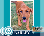 Small #2 Labrador Retriever Mix