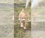 Small Photo #10 Goldendoodle (Miniature) Puppy For Sale in CARNEGIE, PA, USA