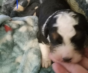 Bernedoodle Puppy for sale in ELLIJAY, GA, USA