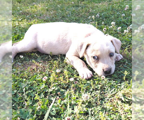 Medium Photo #3 Bulldog-Unknown Mix Puppy For Sale in Rutherfordton, NC, USA