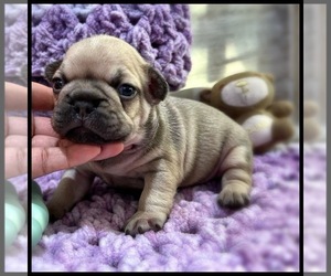 French Bulldog Puppy for sale in OJAI, CA, USA
