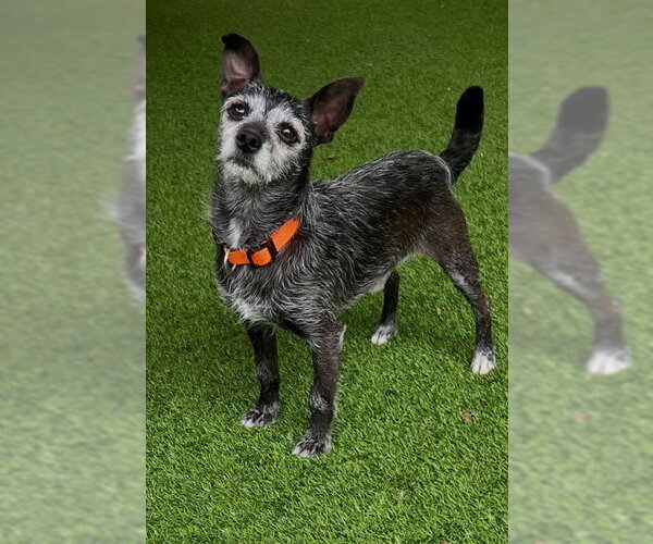 Medium Photo #2 Mutt Puppy For Sale in Newfoundland, PA, USA