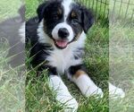 Puppy Puppy 2 Australian Shepherd