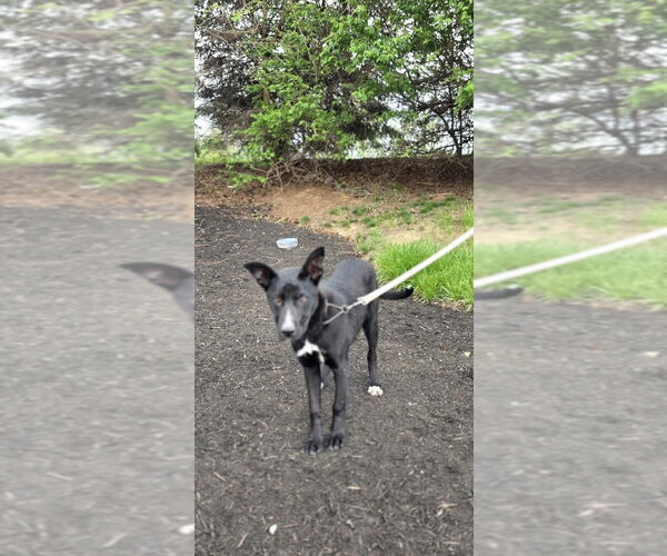 Medium Photo #4 Shepradors Puppy For Sale in Aurora, IN, USA