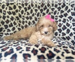 Small #3 Cavapoo