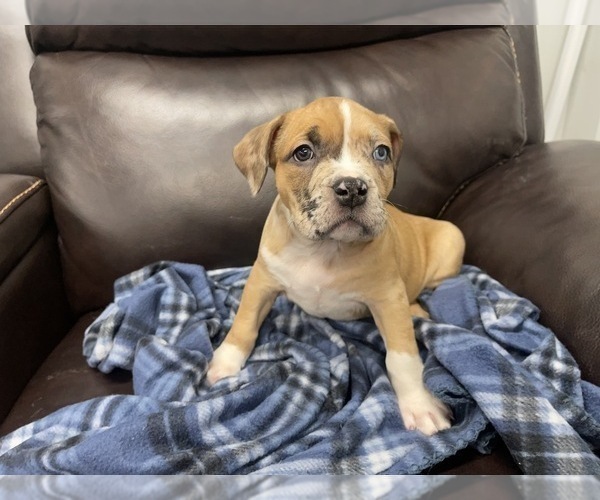 Medium Photo #93 American Bully Puppy For Sale in REESEVILLE, WI, USA