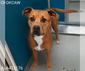 Mutt Dogs for adoption in Oklahoma City, OK, USA