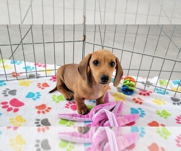 Medium Photo #5 Dachshund Puppy For Sale in ORO VALLEY, AZ, USA