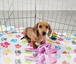 Small #4 Dachshund