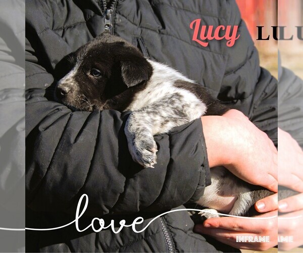 Medium Photo #27 Australian Cattle Dog-Border Collie Mix Puppy For Sale in CLARE, MI, USA