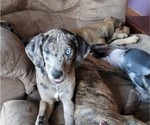 Small Photo #6 Catahoula Leopard Dog Puppy For Sale in CLAREMONT, NC, USA