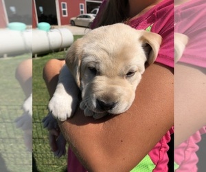 Labrador Retriever Puppy for sale in TREMONT, IL, USA