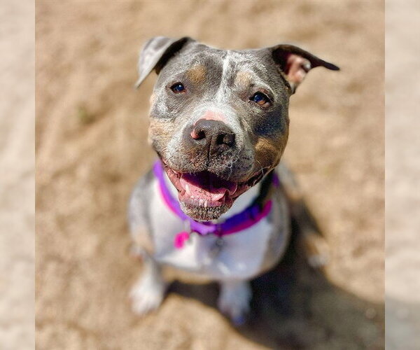Medium Photo #2 Staffordshire Bull Terrier-Unknown Mix Puppy For Sale in Aurora, CO, USA