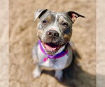 Small #1 Staffordshire Bull Terrier Mix