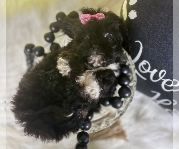 Medium Photo #1 Peke-A-Poo Puppy For Sale in RIPLEY, MS, USA