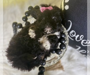 Peke-A-Poo Puppy for sale in RIPLEY, MS, USA