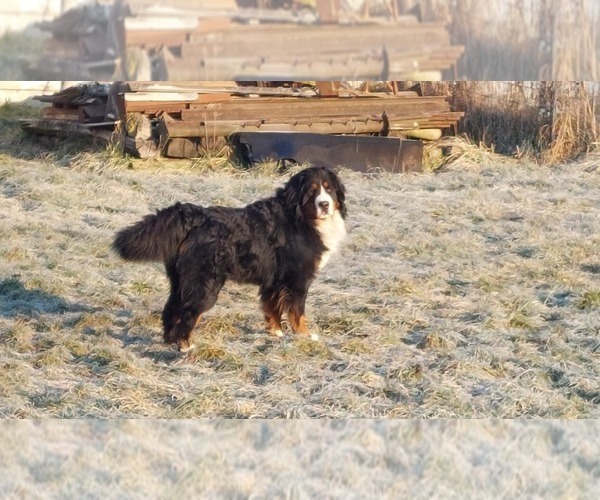Medium Photo #8 Bernese Mountain Dog Puppy For Sale in Hatvan, Heves, Hungary