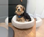 Small Photo #5 Mutt Puppy For Sale in Allentown,, PA, USA