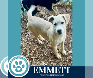 Labrador Retriever-Unknown Mix Dogs for adoption in Kimberton, PA, USA
