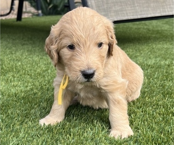 Medium Photo #33 Goldendoodle Puppy For Sale in PHOENIX, AZ, USA