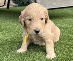 Small Photo #33 Goldendoodle Puppy For Sale in PHOENIX, AZ, USA