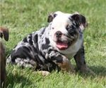 Small #2 French Bulldog