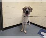 Small Great Pyrenees Mix