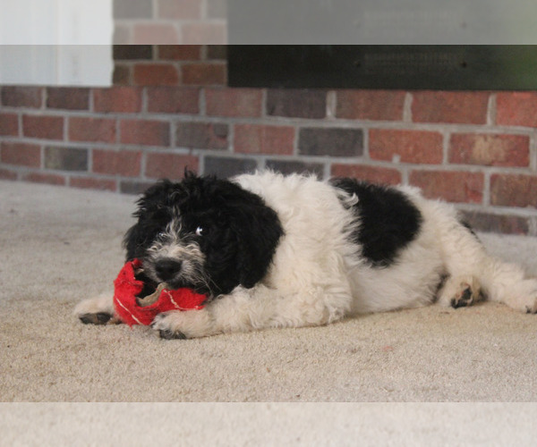 Medium Photo #11 F2 Aussiedoodle Puppy For Sale in KINSTON, NC, USA