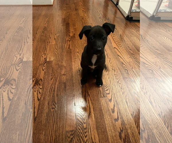 Medium Photo #6 American Staffordshire Terrier-Labrador Retriever Mix Puppy For Sale in Holly Springs, NC, USA