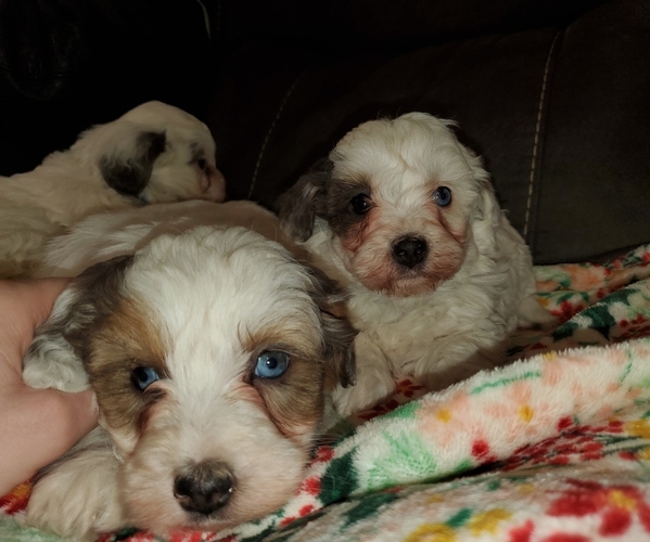 Medium Photo #9 Bernedoodle (Miniature) Puppy For Sale in LEETONIA, OH, USA