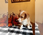 Small Photo #1 Pembroke Welsh Corgi Puppy For Sale in POST FALLS, ID, USA