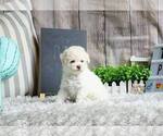 Small Photo #7 Maltipoo-Unknown Mix Puppy For Sale in FULLERTON, CA, USA