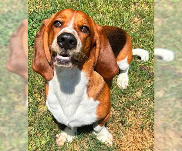 Medium Photo #5 Basset Hound Puppy For Sale in Deepwater, NJ, USA