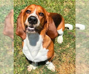 BRUNO - ADOPTION PENDING! - Male Basset Hound Dog for Adoption - Photo #5
