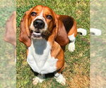 Small #4 Basset Hound