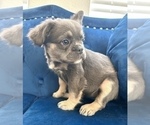 Small Photo #3 French Bulldog Puppy For Sale in RALEIGH, NC, USA