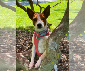 Rat Terrier-Unknown Mix Dogs for adoption in Oakhurst, NJ, USA